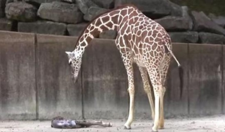 Mama Giraffe ser etter alle tegn på liv i hennes utmattede nyfødte baby