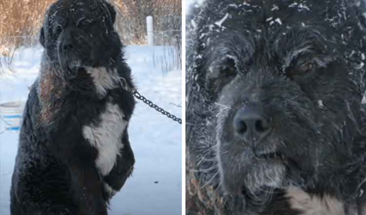 I frosset vær ble lenket hund funnet ved å holde den ene labben unna den kalde bakken