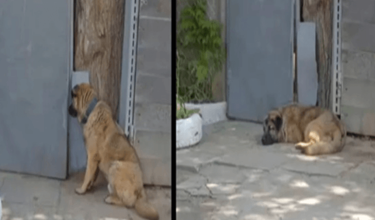 Hund nekter å forlate porten etter at eieren har sparket ham ut fordi han var for “snill”