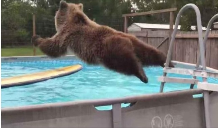 Grizzly Bear Magen flopper rett inn i bassenget og snur seg så og gir kameraet et stort smil