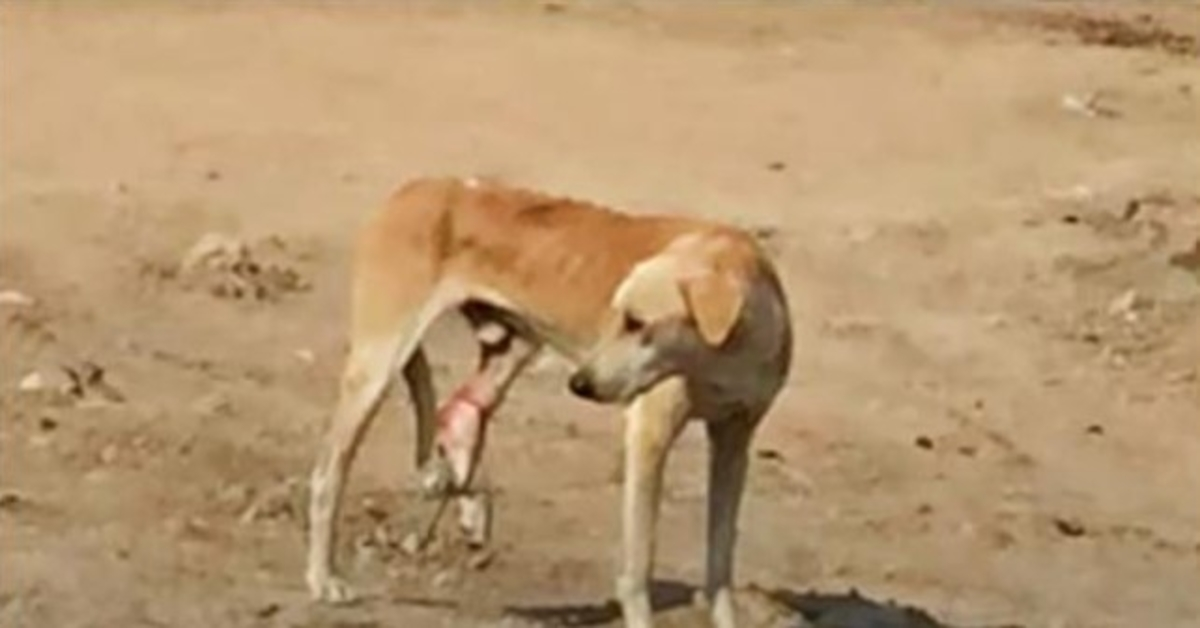 Sulten gatehund med fanget ben kan ikke forstå smerten hans og de går forbi ham