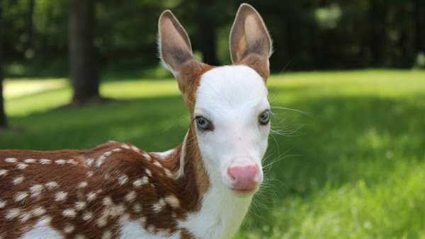 Verdens sjeldneste hvit-faced fawn, avvist av mor, finner nytt liv