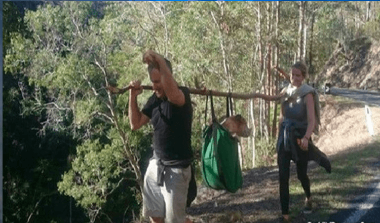 Turgåere finner hunden savnet i nesten en måned i Australian National Park