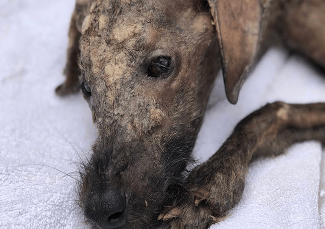 Redningsmann som gir døende gatehund kjærlighet får øynene hans til å skinne igjen