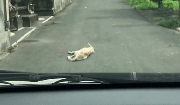 Bil trekker opp en hund som ligger ubevegelig midt på veien