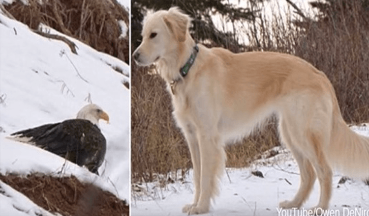 Bald Eagle reddet fra å fryse til døden av Golden Retriever