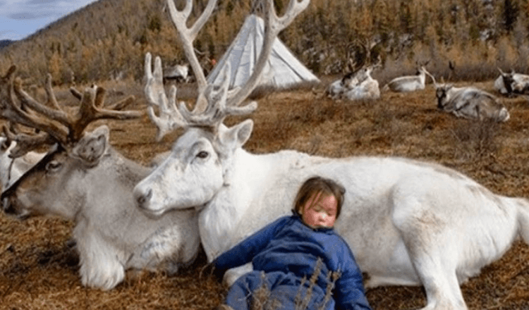 Fascinerende bilder av reinsdyrfolk som bor i Mongolia (8+ bilder)