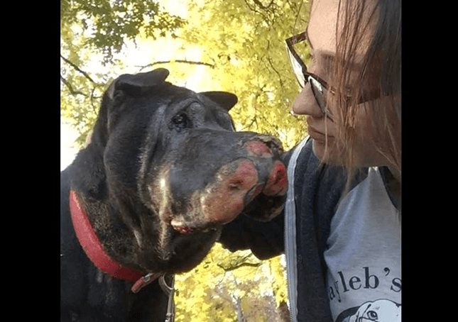 Jente redder døende hund og så la han henne vite at det er på tide å si farvel