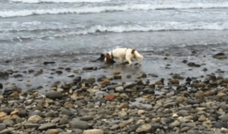 Hunden gjør oppdagelse nær Ocean’s Edge, nekter å rikke før eieren hjelper