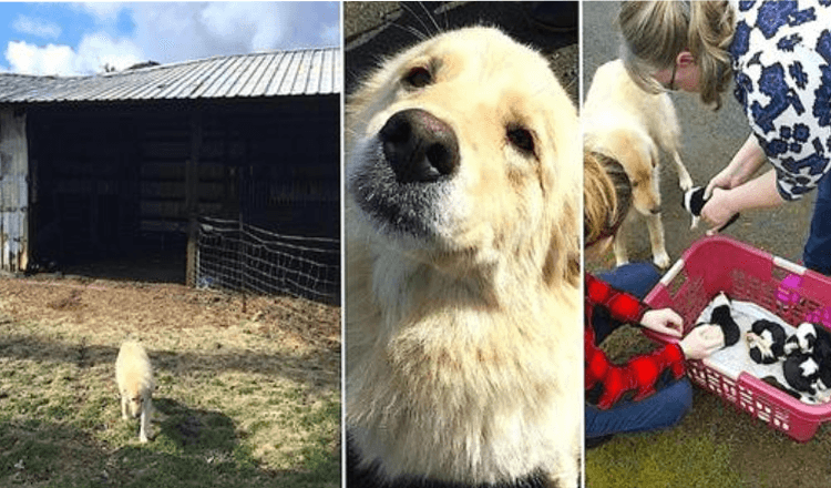 Mama Dog forlot knust etter at hun mistet 7 valper på grunn av brann, så viste de henne et kull med foreldreløse barn