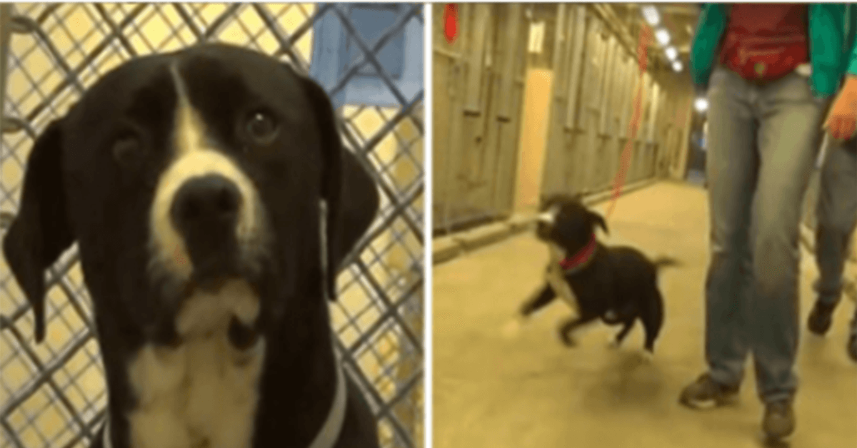 Death Row Dog innser at han er blitt adoptert og hopper bokstavelig talt av glede