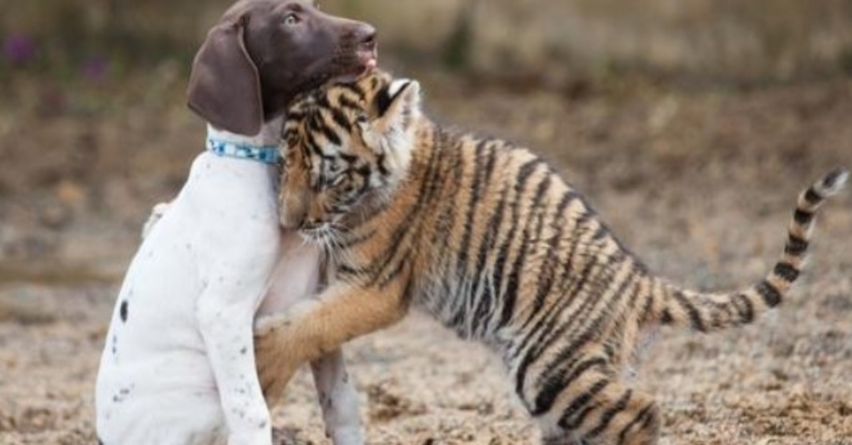 Baby tiger avvist av sin mor finner trøst i sin valp beste venn