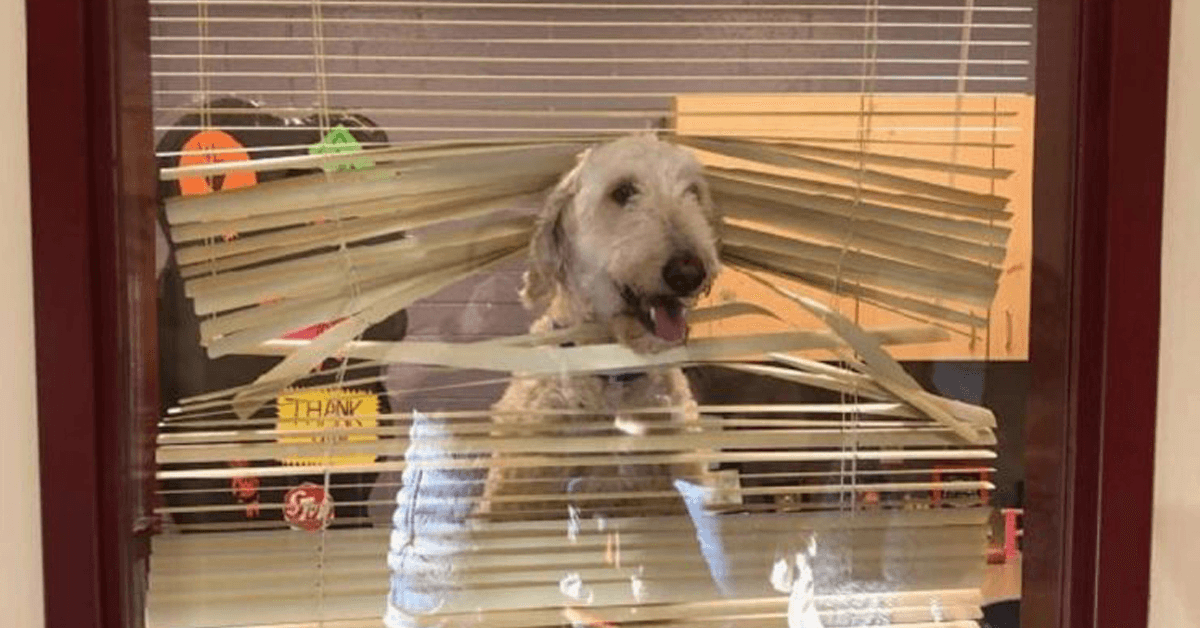 Labradoodle følger barna til skolen, så får familien hans bilde på rektors kontor