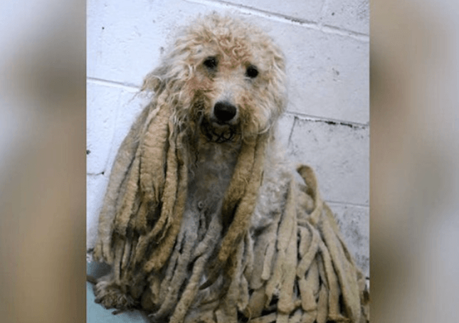 Puddel dekket av skitne dreadlocks befridd fra kilo hår