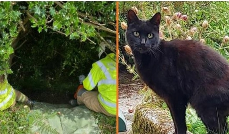 Kattens mjauing fører politiet til savnet 83 år gammel kvinne som falt ned en ravine