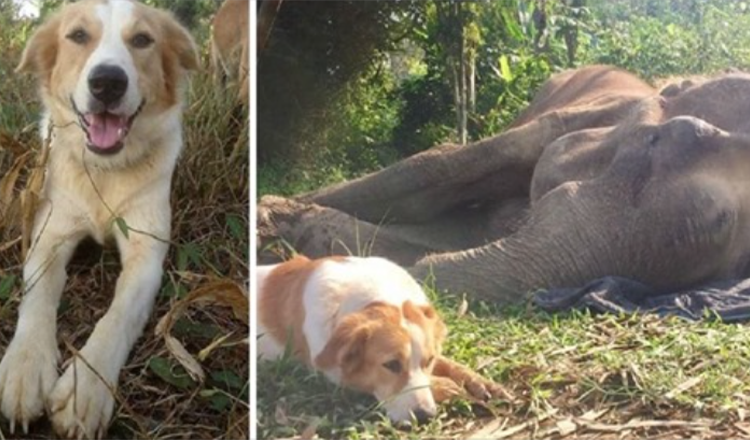 Hunden nekter å bli skilt fra sin elefantvenn i sine siste timer av livet