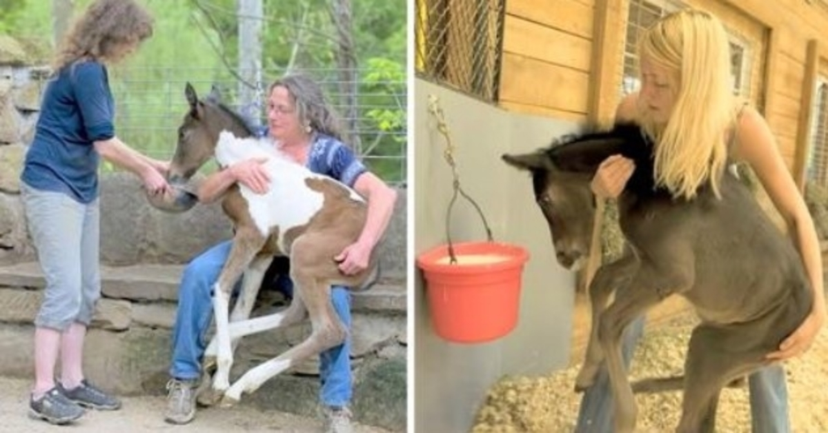 Uønskede hester som er igjen til å dø i brutal avlsverden, en snill kvinne redder dem