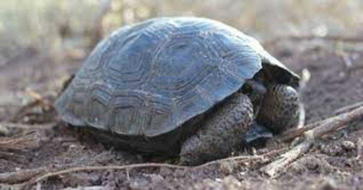 Babyskilpadder født på Galapagos-øya for første gang på hundre år