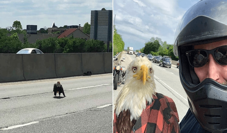 Fyren ser en skallet ørn fanget i trafikken og redder livet hennes