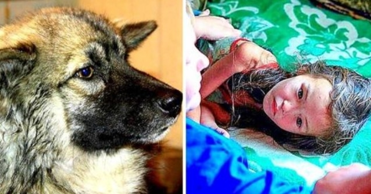 Trofast hund holdt tapt 3 år gammel i live i 12 dager i villmarken i sibirsk villmark