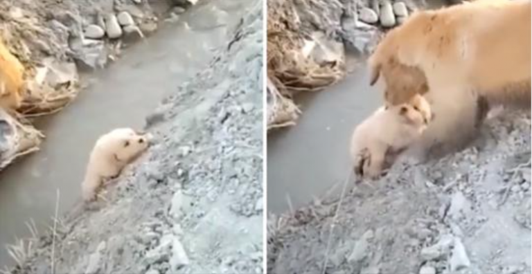 Mama Dog redder valpen hennes fra å falle i en grøft. Hun handlet fryktløst for å hjelpe ham