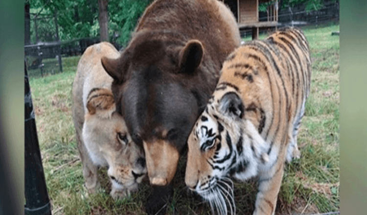 Løve, tiger og bjørn blir livslange venner etter å ha blitt reddet som unger.