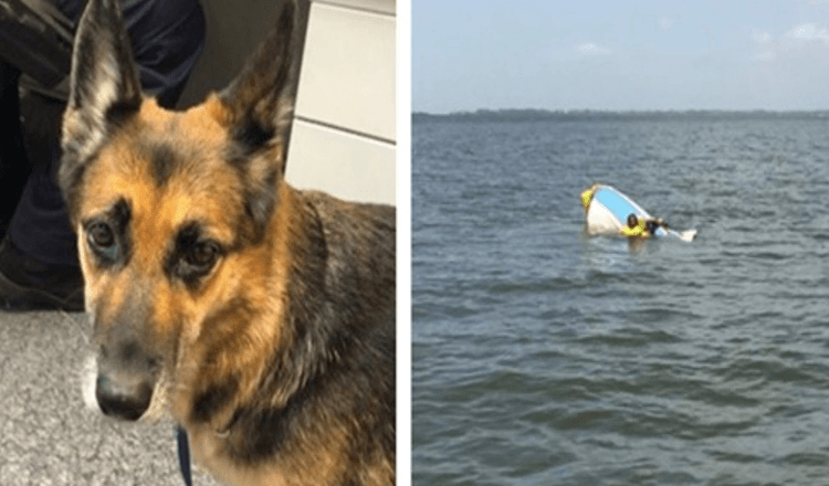 Hunden tråkker vann i 11 timer for å hjelpe å redde eieren etter at båten hans synker