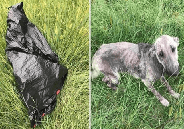 Kvinnehund gråter i nød etter å ha funnet en syk hund ved søppelpose