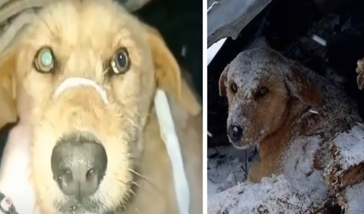 Hunden som ble skutt satt og skalv helt alene i den kalde snøen