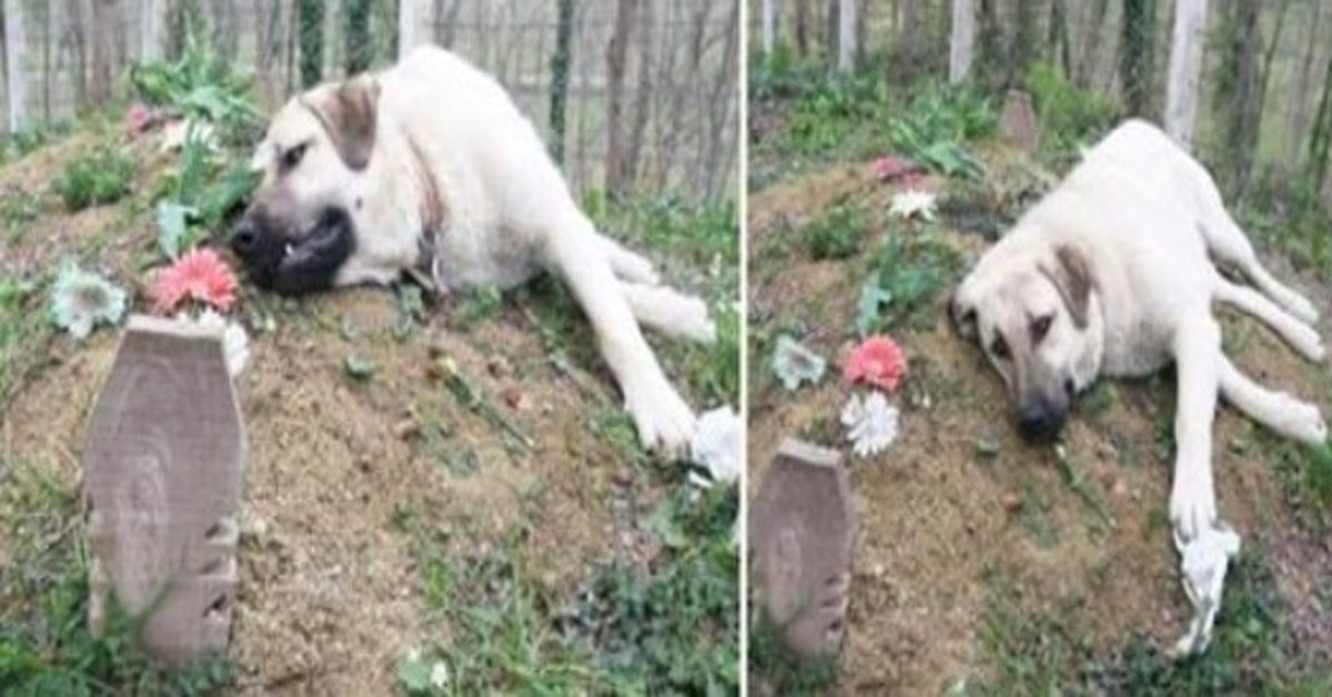 Denne “hjerteknuste” hunden løp hjemmefra hver dag for å besøke sin døde eiers grav