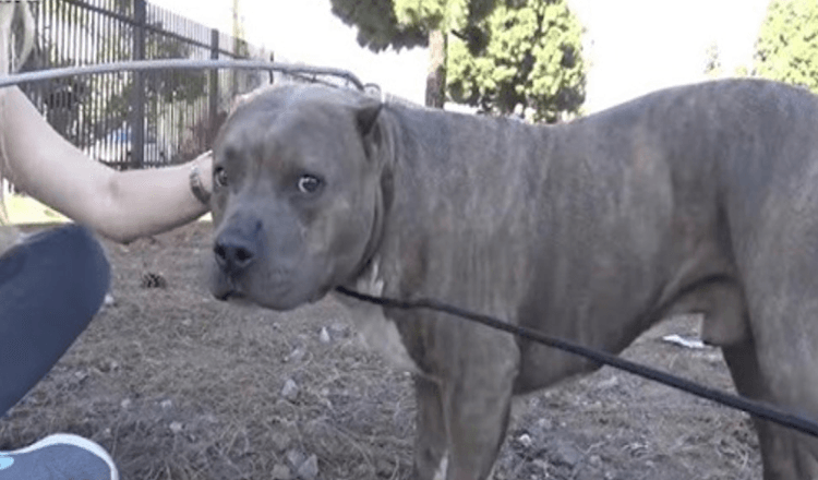 Skadet Pit Bull skriker og klynker av smerte når redningsmannskaper nærmer seg og redder ham fra togskinner