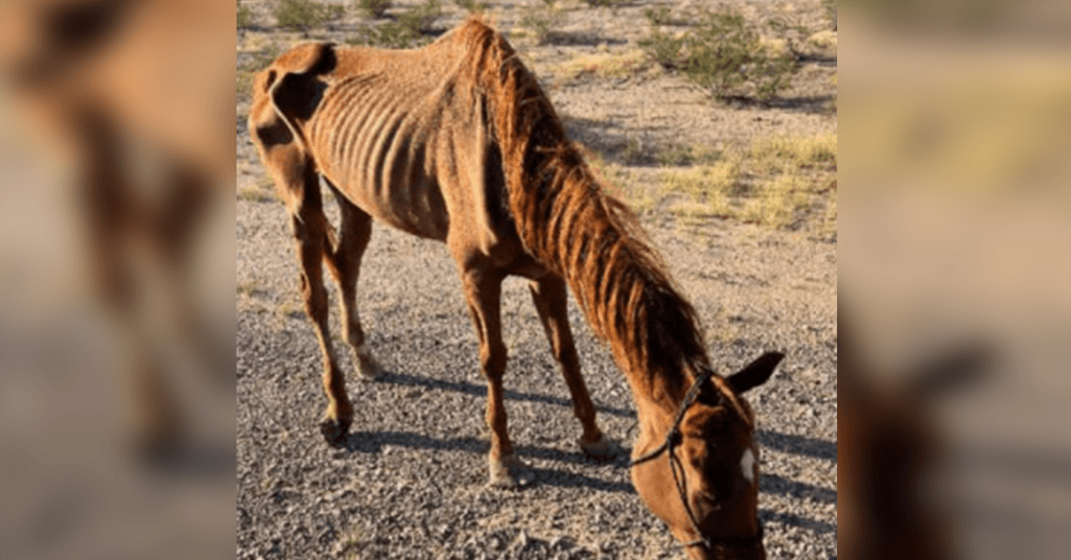 Utmagret veddeløpshest forlatt i ørkenen reddet av dyreredningsgruppen i Arizona