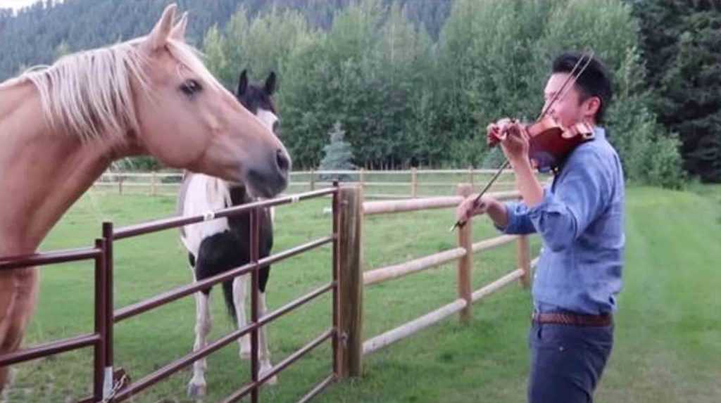 Mann som spiller fiolin får selskap av 2 hester som “danser” til hans musikalske serenade