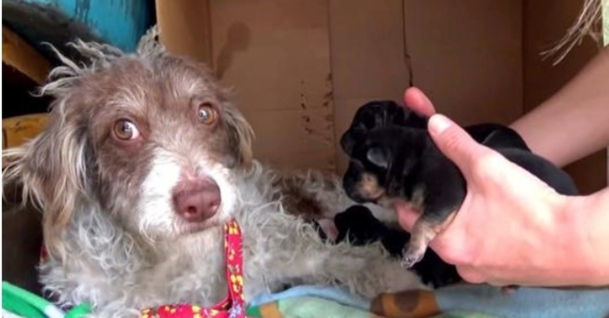 Hunden er redd hun stjeler valpene hennes, så hun lar henne slikke dem én etter én