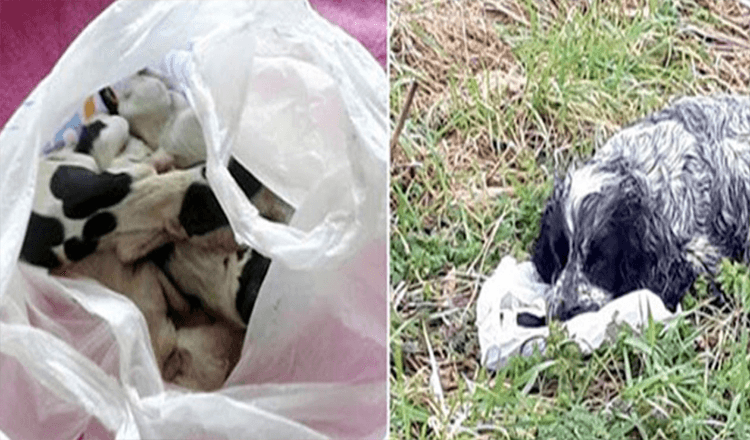 Hund funnet ved veien med en plastpose med valpene sine