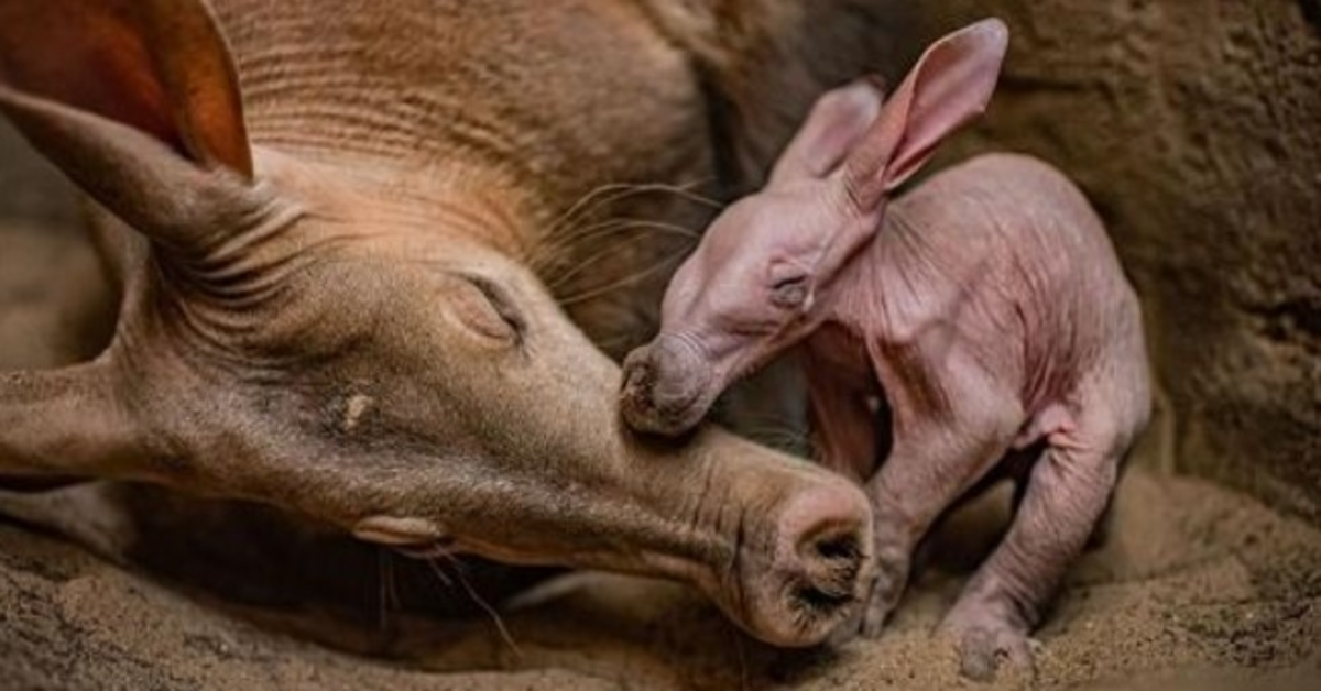 Chester Zoo “overlykkelig” når den feirer fødselen til sin første jordvark noensinne