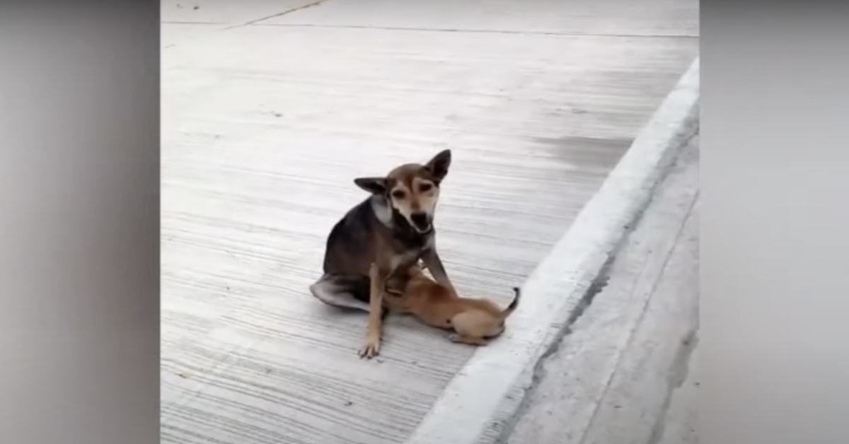 Frakturert gatehund ammet fortsatt og elsket babyene hennes så godt hun kunne