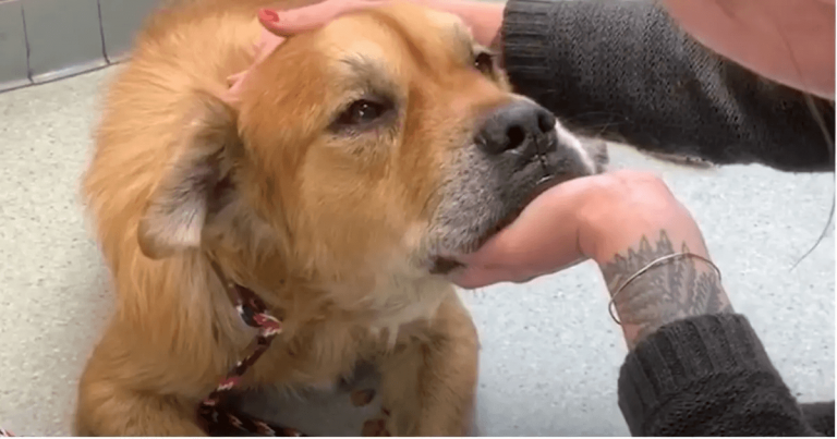 Seniorhund i ly setter labb på kvinnen og la henne vite at det er på tide