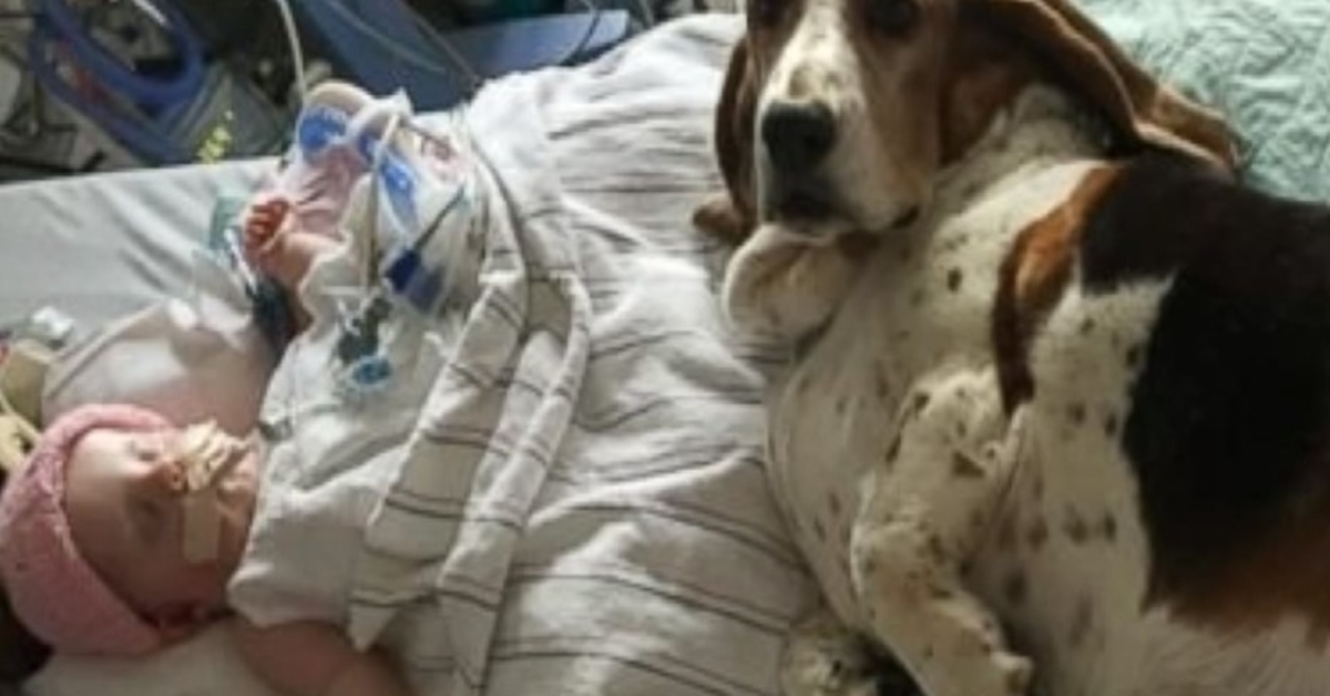 Basset Hounds blir hos døende baby til hun trekker pusten