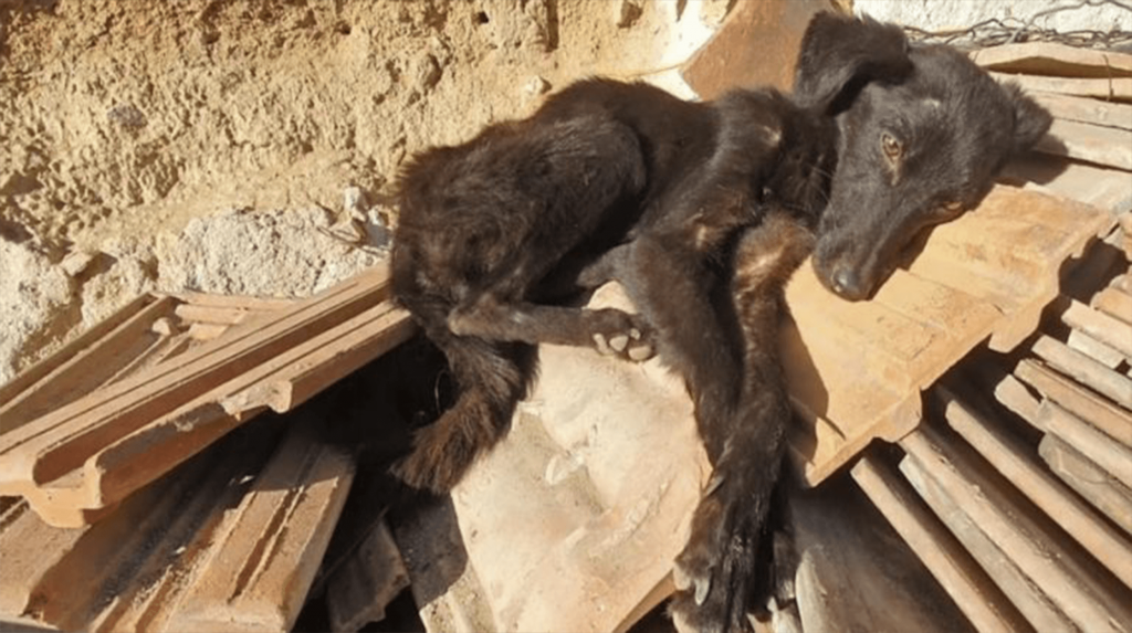 Funnet i en nedslitt garasje Sultende hund begynner å logre med halen når redningsmenn ankommer