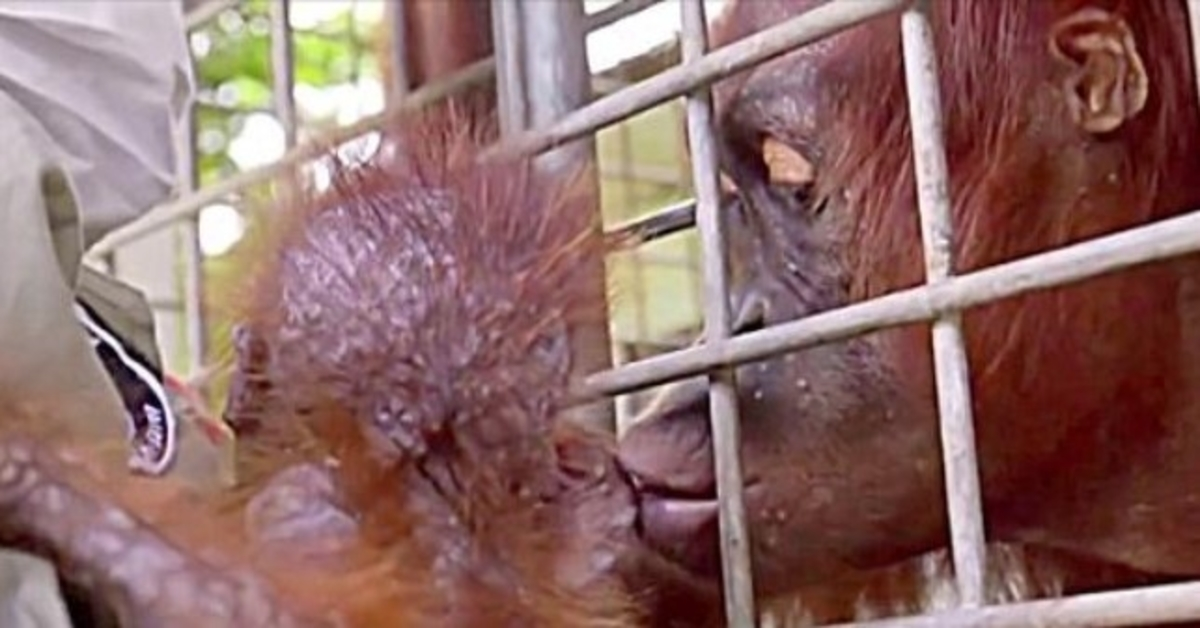 Arbeidere bryter sammen i tårer mens mamma orangutang gjenforenes med sin kidnappede baby