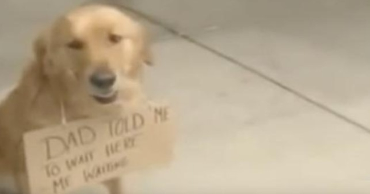 Hund sett utenfor butikken med et skilt rundt halsen