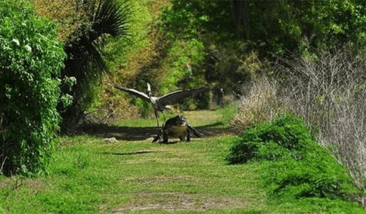 Det er min baby! Frekk Heron blir jaget av sinte alligatormor etter at den sveiper en unge fra redet hennes