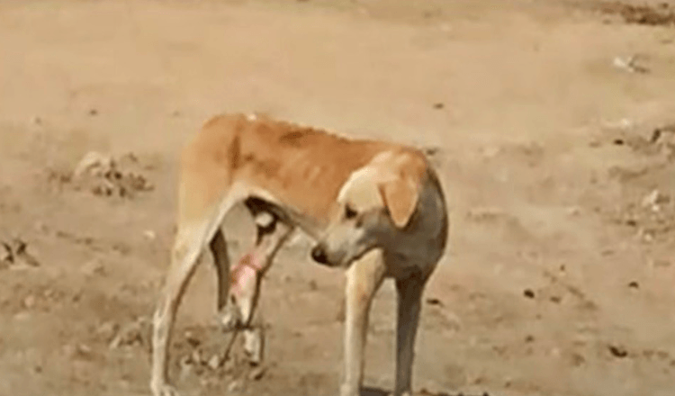 Sulten gatehund med fanget ben kan ikke forstå smerten hans og de går forbi ham