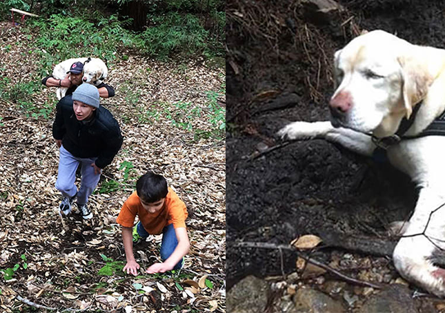 Blind hund mistet i skogen i 1 uke funnet og reddet av en brannmann