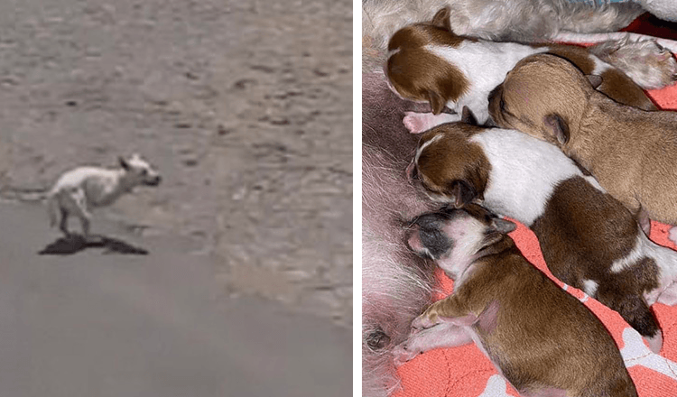 Hunden gråt nær stranden etter oppmerksomhet i håp om at noen ville hjelpe henne med hennes nyfødte valper