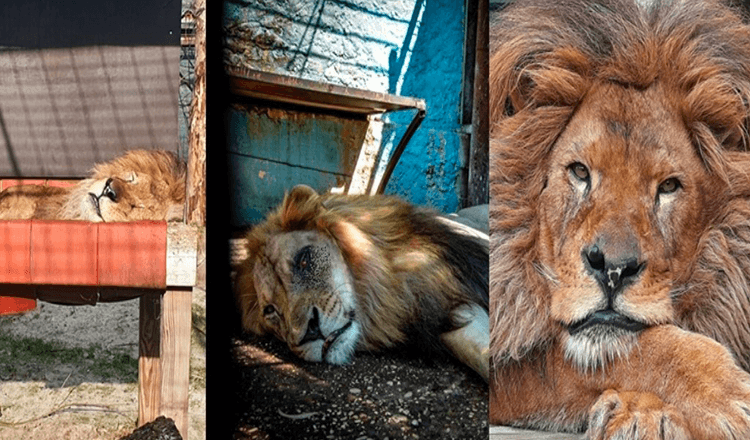 Bodde i den verste dyrehagen i verden, Lion Bob ble reddet / Nå har han mat og de elsker ham