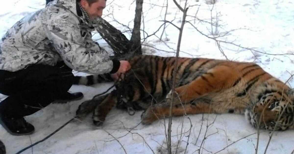 Wild Tiger kom for å be om hjelp til å få løkken av rundt halsen