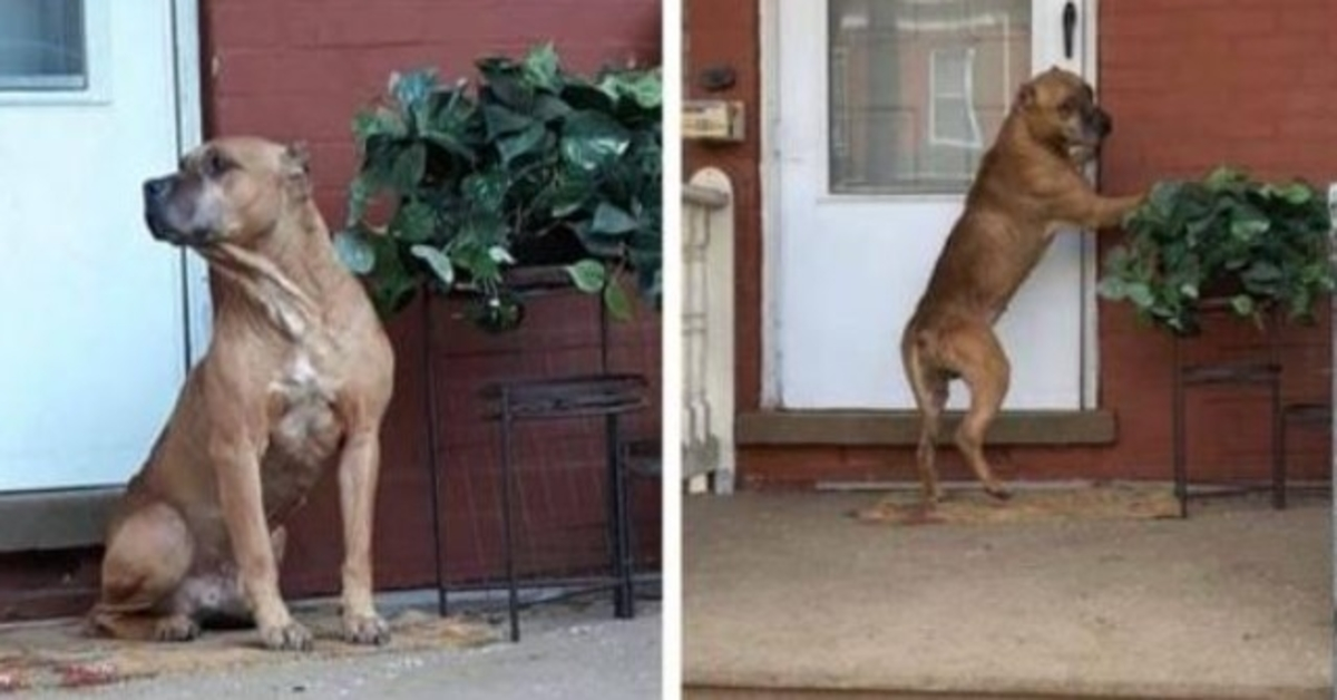 Hunden ventet på verandaen i flere uker etter at familien flyttet