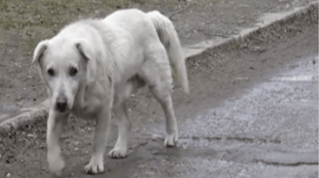 Hunden ble knust etter å ha gjenforent seg med eieren som ikke ville ha ham lenger